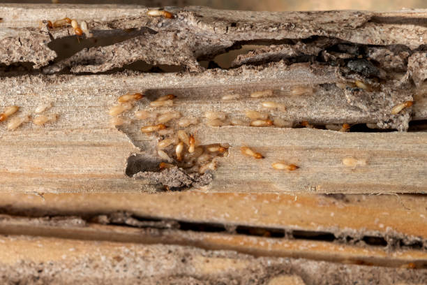 Best Flea Control Services  in Parsons, TN