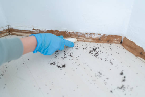 Best Emergency Pest Control  in Parsons, TN